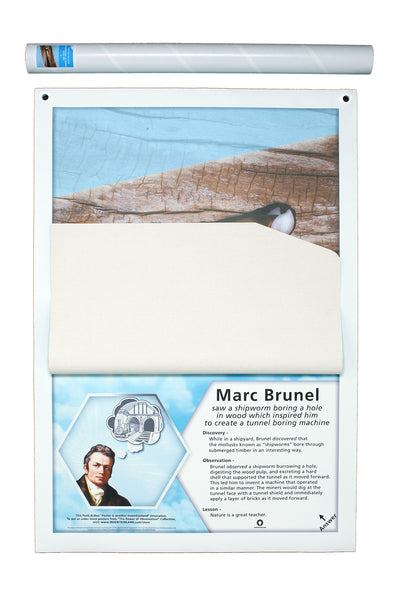 Power of Observation - Shipworm