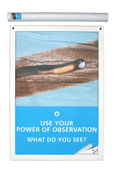 Power of Observation - Shipworm